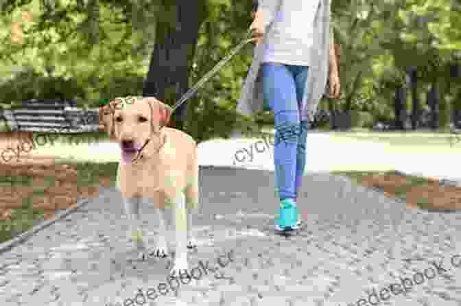 A Dog Walking In The Park With Its Owner 101 Amazing Facts About Dogs Learn More About Man S Best Friend: Dog For Kids (PLUS LOTS OF PHOTOS) (Animal Fact 1)