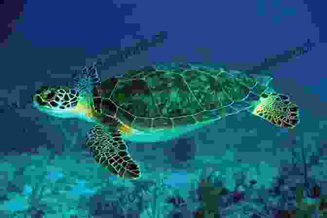 A Green Sea Turtle Swimming In The Ocean. Hawaii S Green Sea Turtles (Science And Nature For Young Readers)