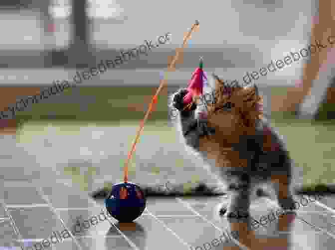 A Mafdet Claws Cat Playing With A Toy, Showcasing Their Playful And Affectionate Nature Mafdet S Claws (Feline Nation 2)