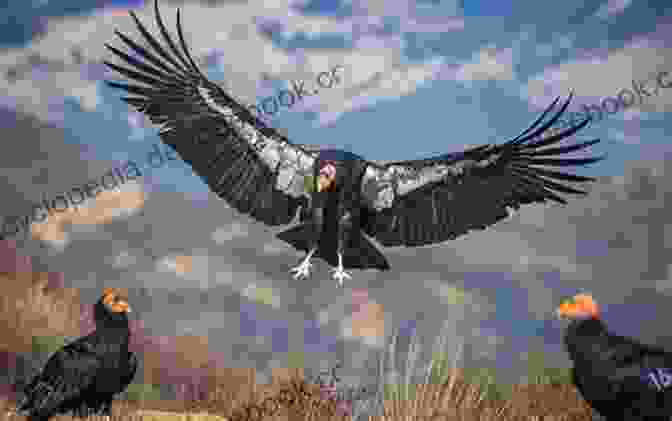 The California Condor, A Majestic Bird Soaring Over The Kaibab Plateau Pipe Spring National Monument And The Kaibab Plateau: (A Guide To Discovery 18)