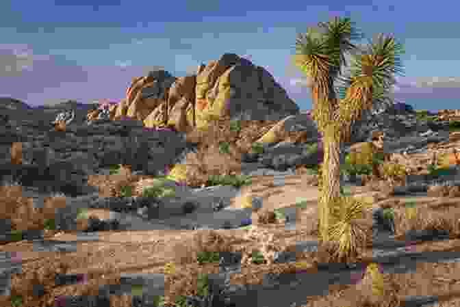 Trevor Exploring The Otherworldly Landscape Of Joshua Tree National Park, Surrounded By Towering, Twisted Joshua Trees, Conveying The Surreal And Captivating Beauty Of The Desert Trevor S Travels: In Southern California